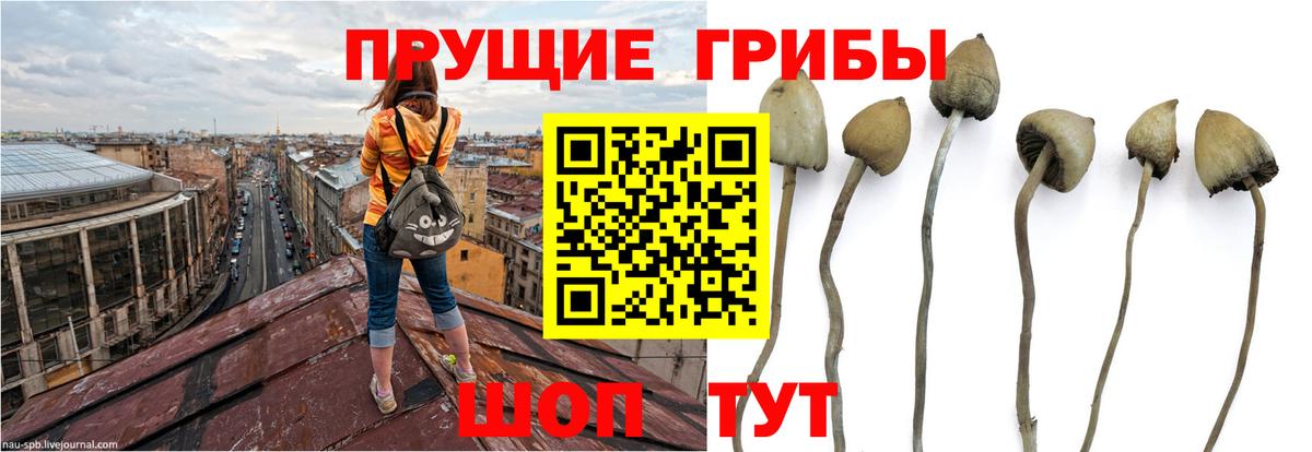 Галлюциногенные грибы GOLDEN TEACHER Клин